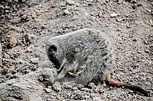 Small Carnivore Mammal Animal Suricata