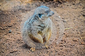 Small Carnivore Mammal Animal Suricata