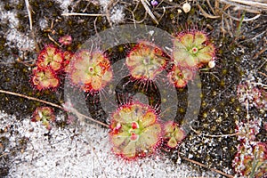 The small carnivorous phant that eating insect, tropical sundew Drosera burmannii