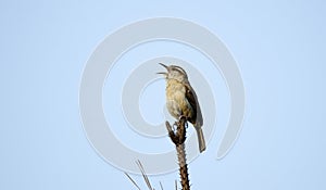 Carolina Wren songbird sining from tree top, Monroe, Walton County GA