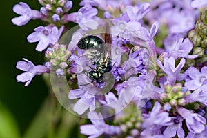 Small Carpenter Bee - Genus Ceratina