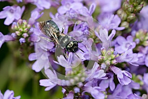 Small Carpenter Bee - Genus Ceratina