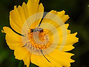 Small carpenter bee on a yellow daisy.