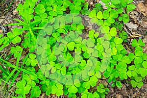 Small carpet of green clover leaves