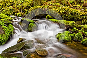 A small cascade flowing near Sol Duc Falls, Olympic National For