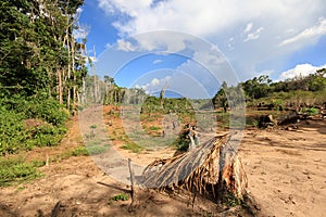 Small cassava farm, Venezuela