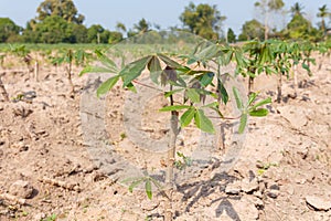 Small cassava growing tree