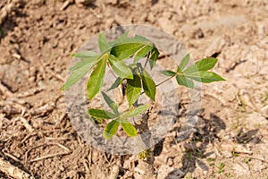 Small cassava growing tree