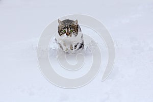 Small cat bounces happily through the snow in winter
