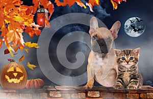 Small cat and dog sitting beside pumpkin - halloween