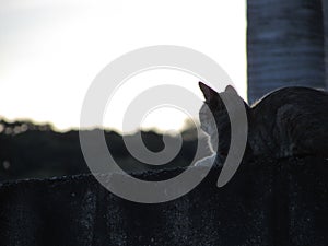 A small cat enjoying the sunset photo