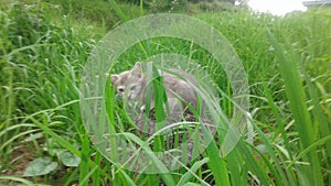 A small cat between the green grass