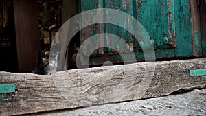 Small cat jumping from inside of antique wooden door