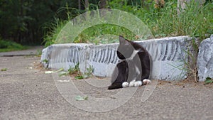 Small cat licking herself