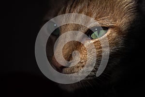 Small Cat portrait in low light