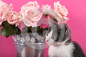 Small cat posing in front of bouquet of roses in a flower pot