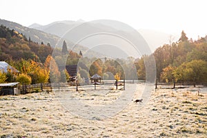 Small cat rages across field against background of a wooden fence  hedges in a mountainous area against the background of a