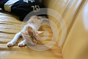 Small cat sleeping, catnap on the sofa, lying on the bed