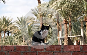 A small cat stands on the wall and looks at the camera