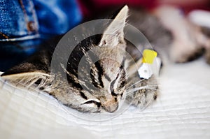 Small cat under anesthetic effects- sleeping