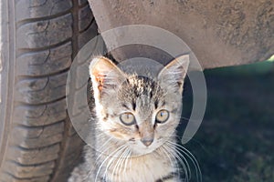 Small cat under the wheels of the car. Safety for you pet. Danger to the animal. Selective focus