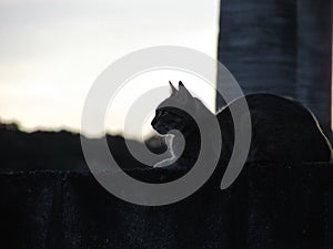 A small cat on a wall photo