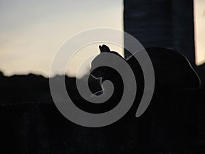 A small cat on a wall photo