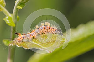 A small caterpillar on a green leaf