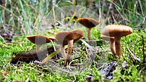 Small caterpillar under mushrooms