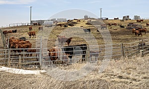 A Small Cattle Feedlot on the plains