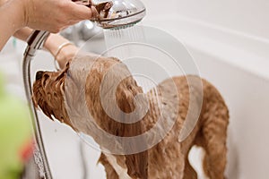 Cavapoo dog being showered in bathtub with shampoo bottle in foreground
