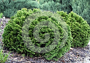 Small cedar thuja occodentalis