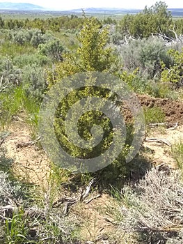 Small cedar tree yellowish green b