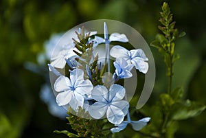 Small celestial flower in Guatemala garden, flower called Plumbago auriculata.