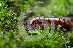 Small centipede in green moss. Spiral animal, insects with many leg, shell method of centipede