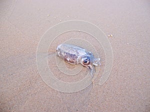 Small cephalopod discarded by the ocean on the beach