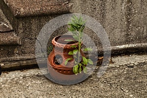 Small ceramic planter with green shoots sprouting out