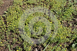 Small Ceratocephala testiculata plants with yellow flowers