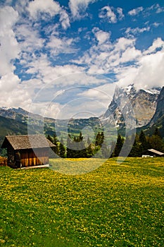 Small Chalet in flower meadow, Grindelwald