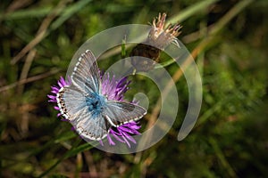 Small chalk hill blue butterfly