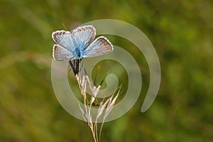 Small chalk hill blue butterfly