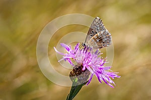 Small chalk hill blue butterfly, a female
