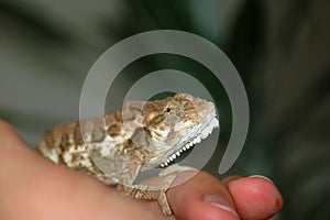 Small chameleon photo