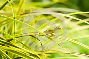 Small changeable lizard resting on green leaves