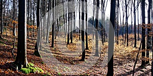 Small chapel hidden in the woods, golden late fall season