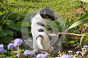 Small charming Jack Russell 7,5 weeks old old. Young dog puppy standing outdoor in the garden in summer