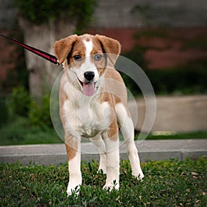 A small, cheerful dog. A perky dog runs along the path with a cheerful look.