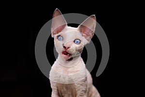 a small cheerful kitten meows on a black background looks into the camera