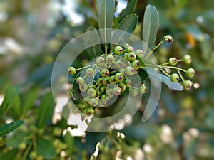 small cherries in the branch of tree