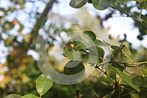 The small cherries tree